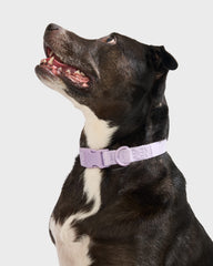 Quick-Release Dog Collar