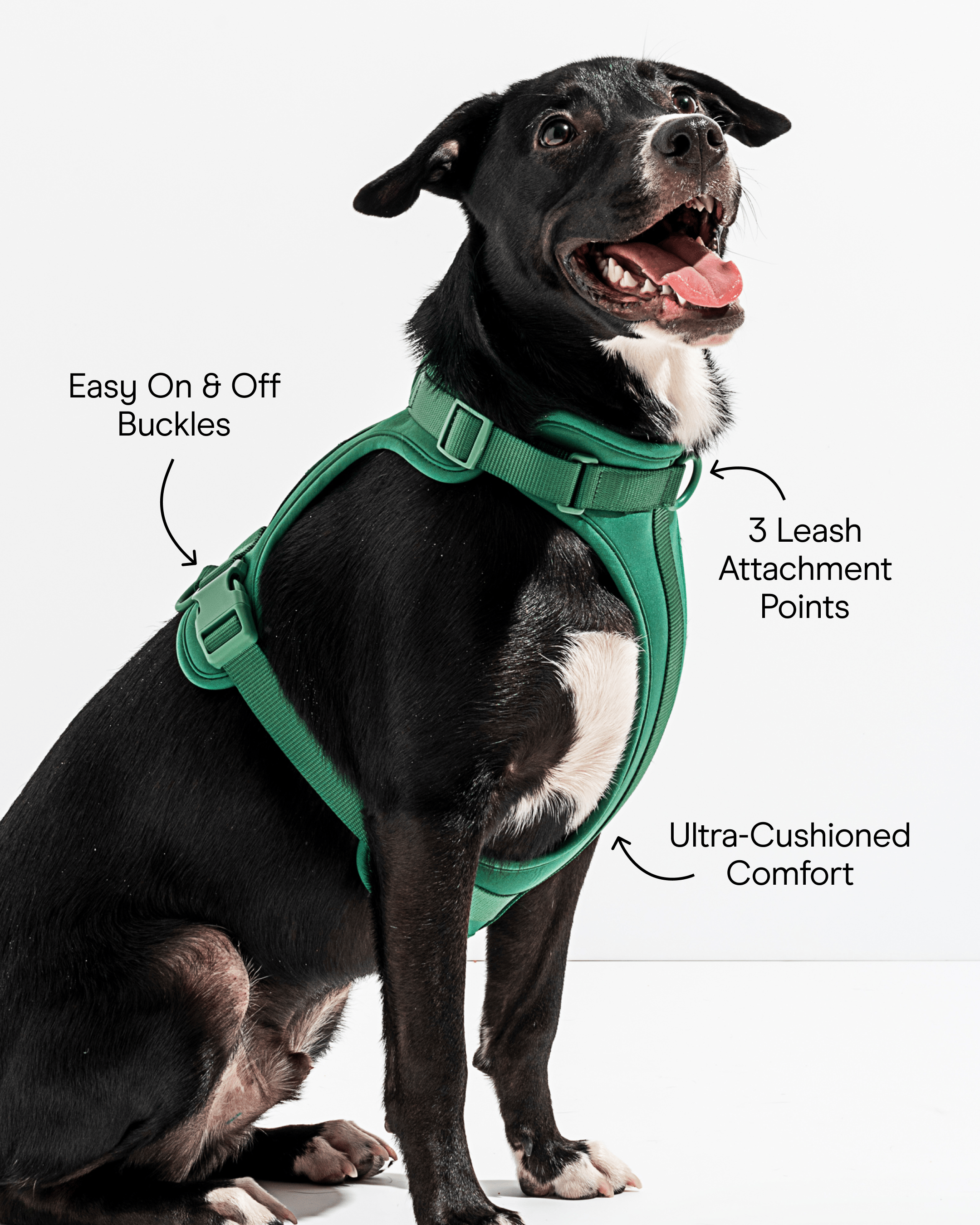 Cushioned Dog Harness