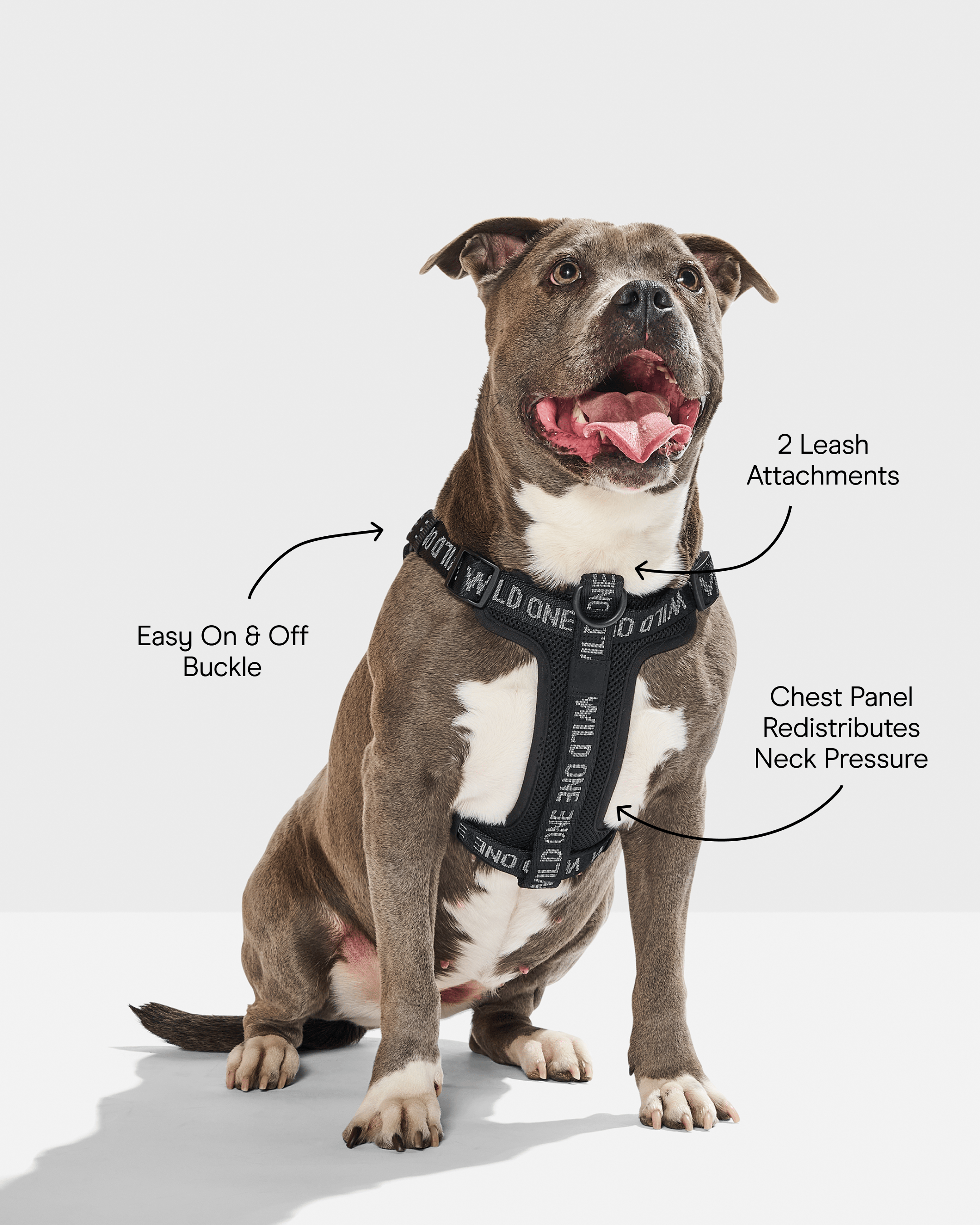 Step-In Dog Harness