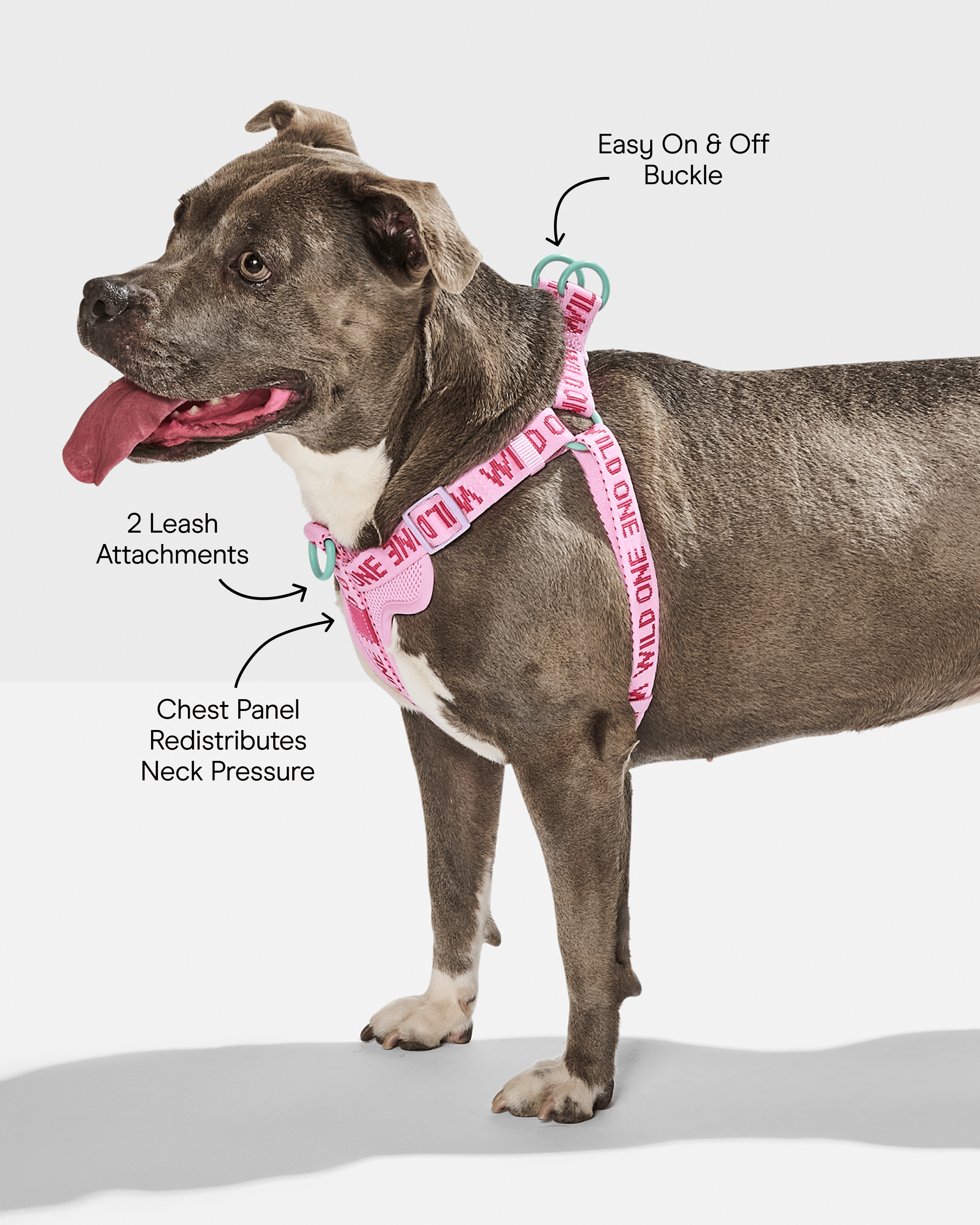Step-In Dog Harness