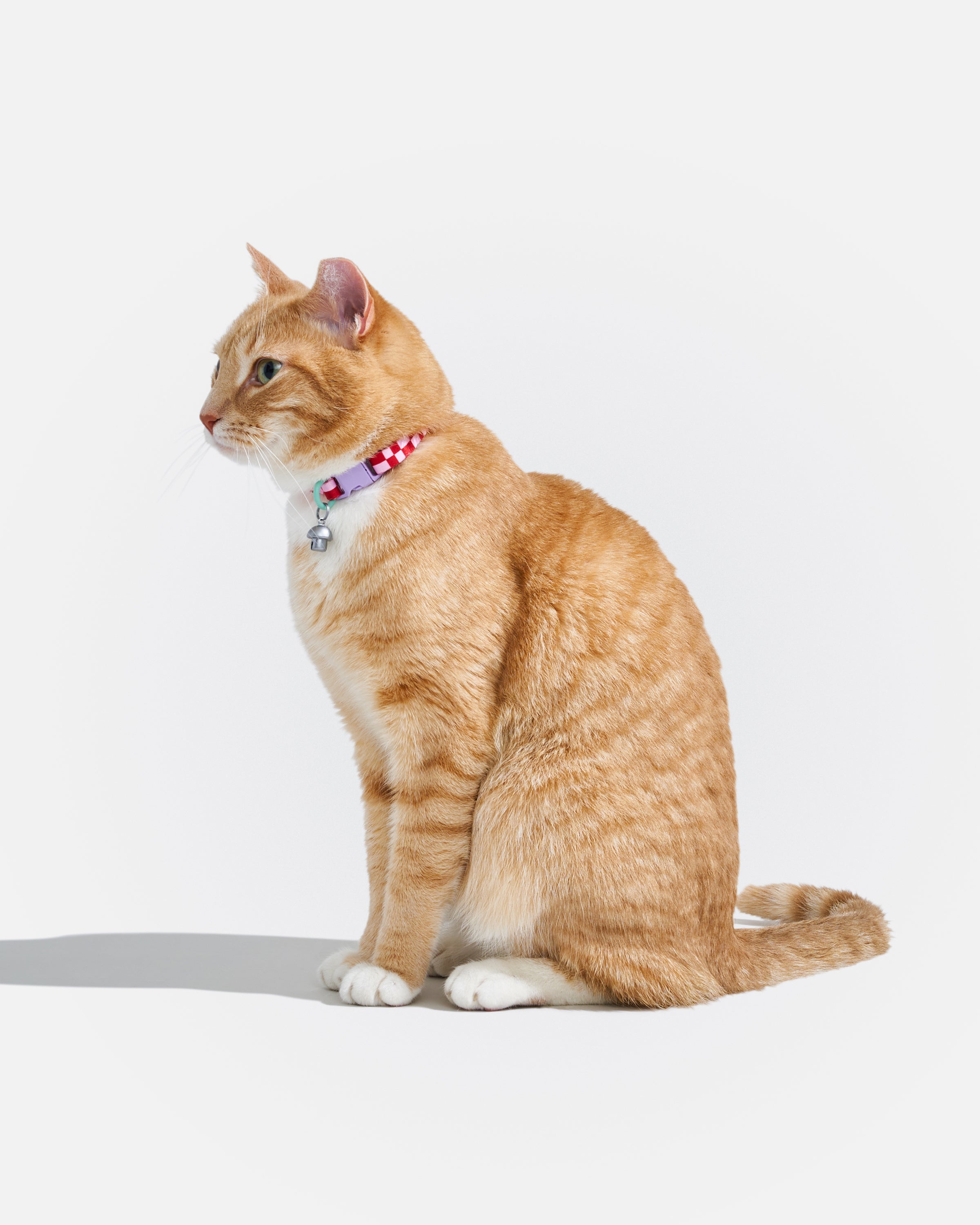 Breakaway Cat Collar