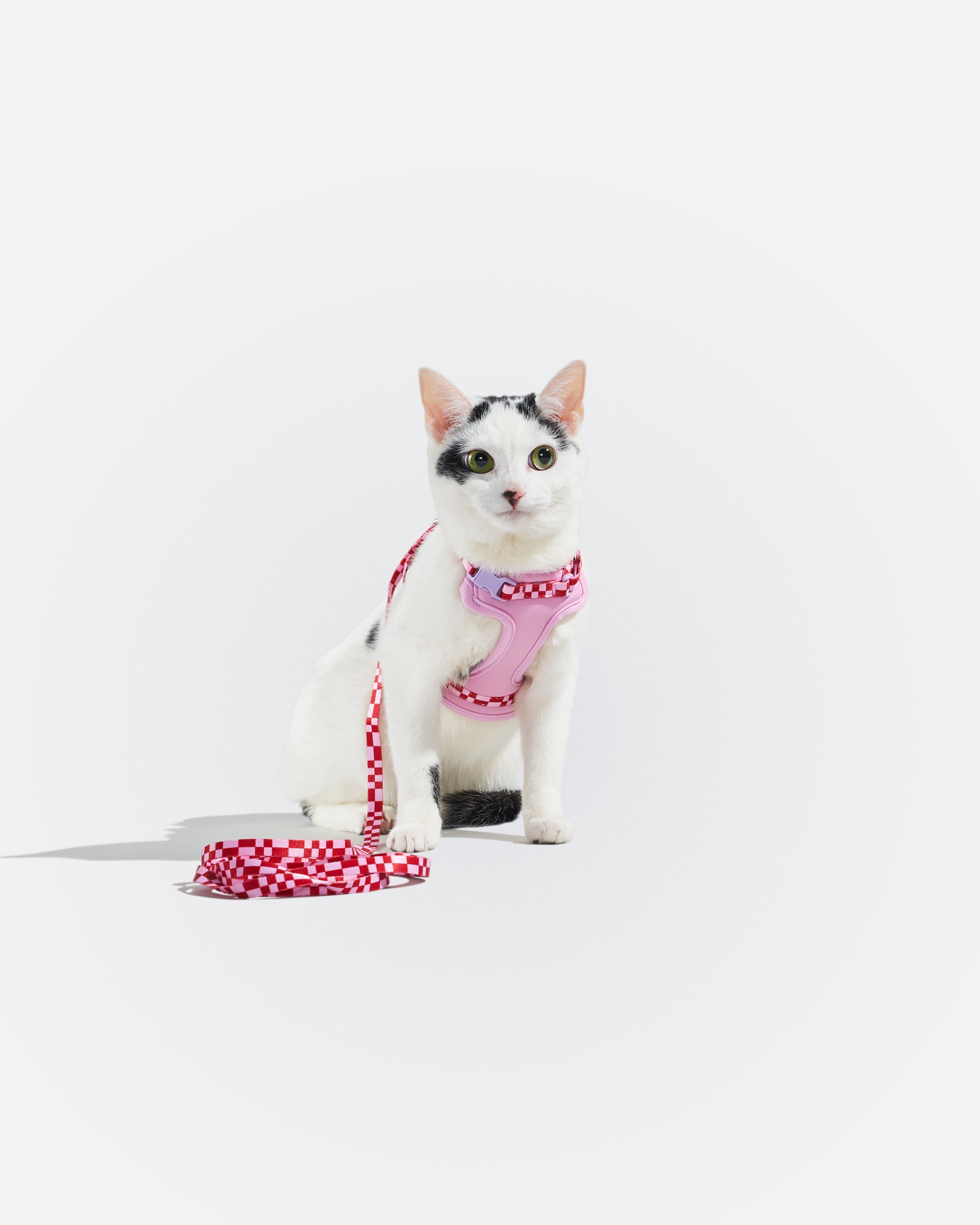 Cat Harness & Leash