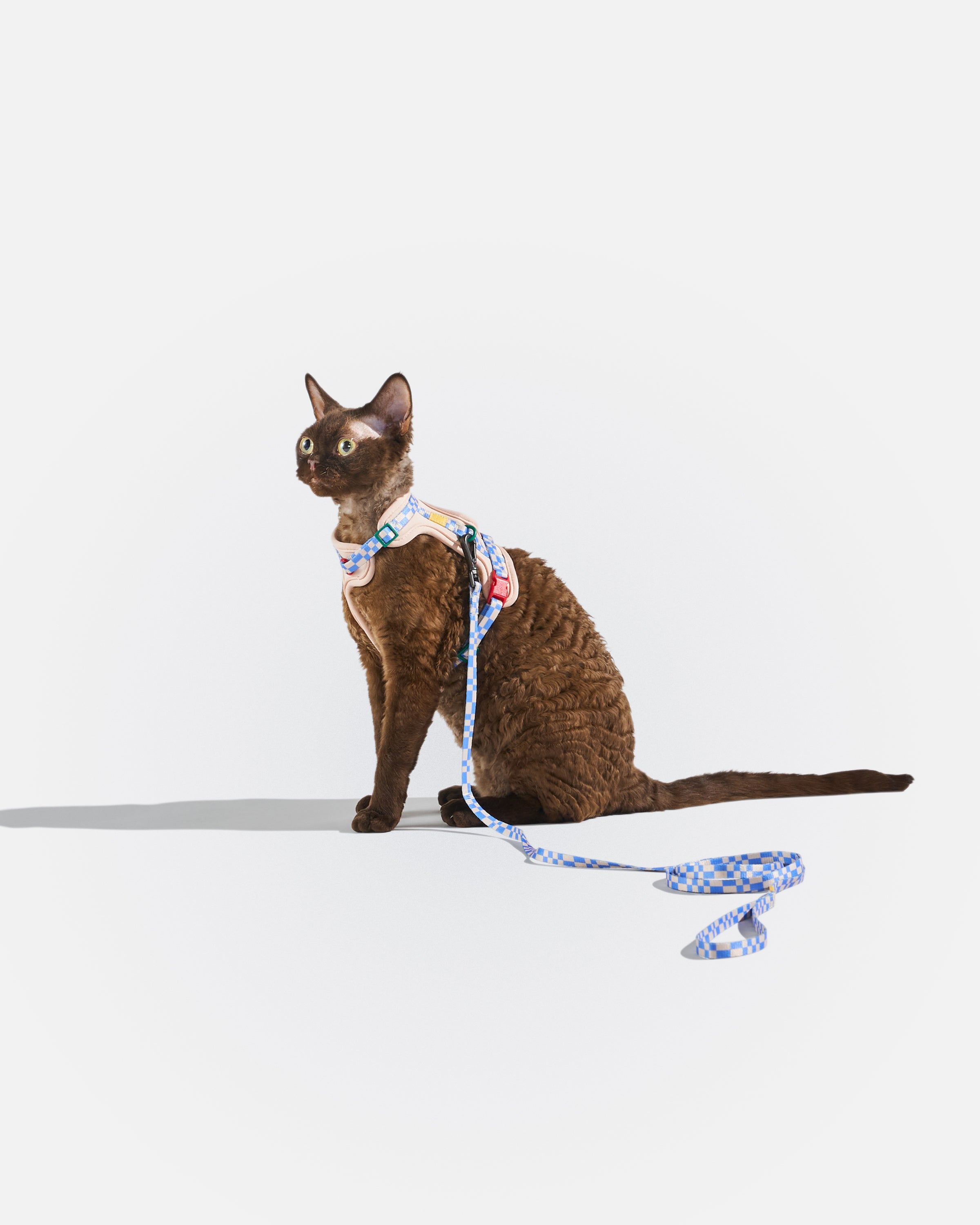Cat Harness & Leash