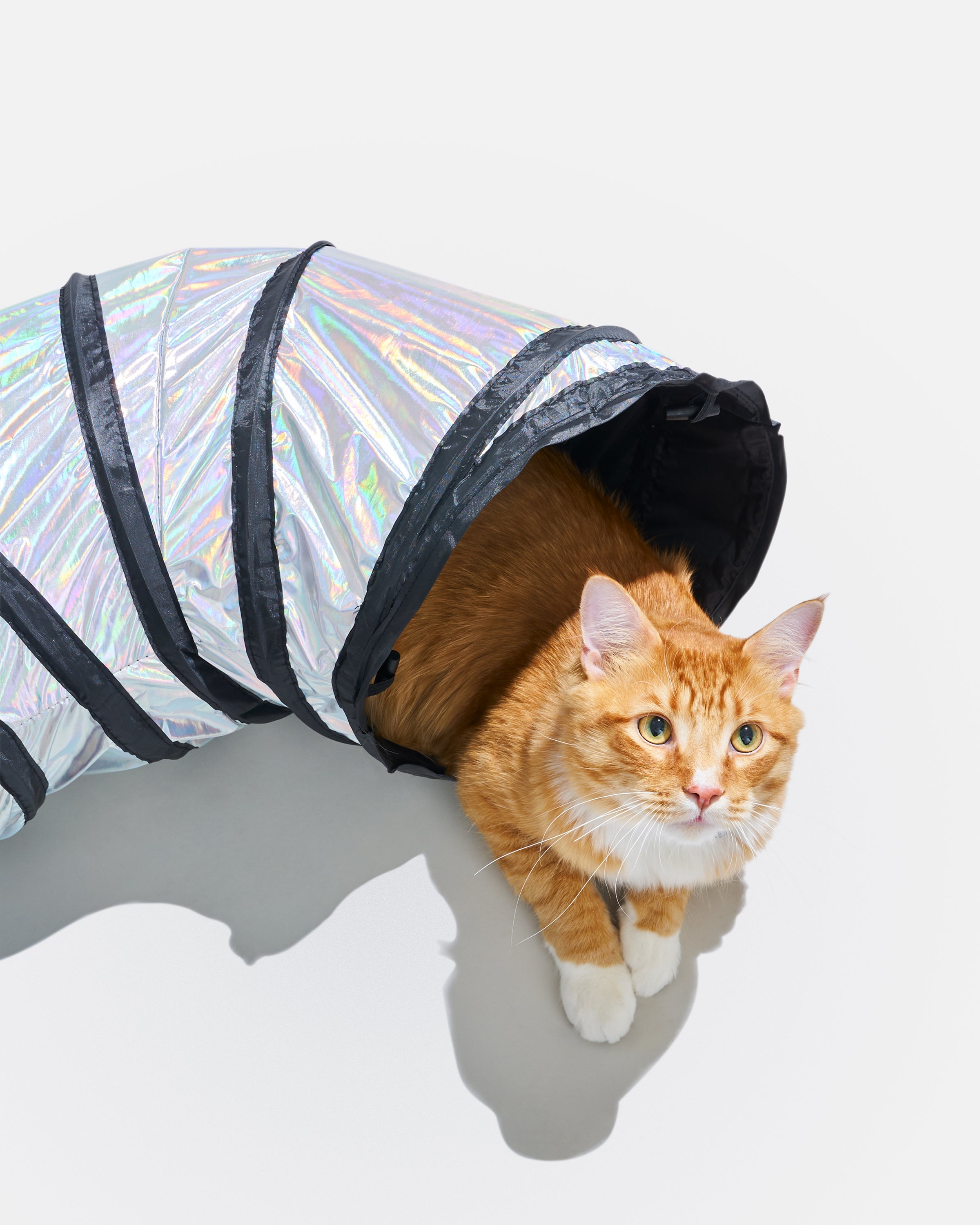 Cat Tunnel