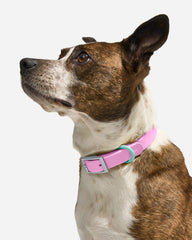 Waterproof Dog Collar
