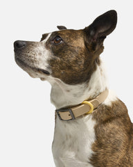 Waterproof Dog Collar