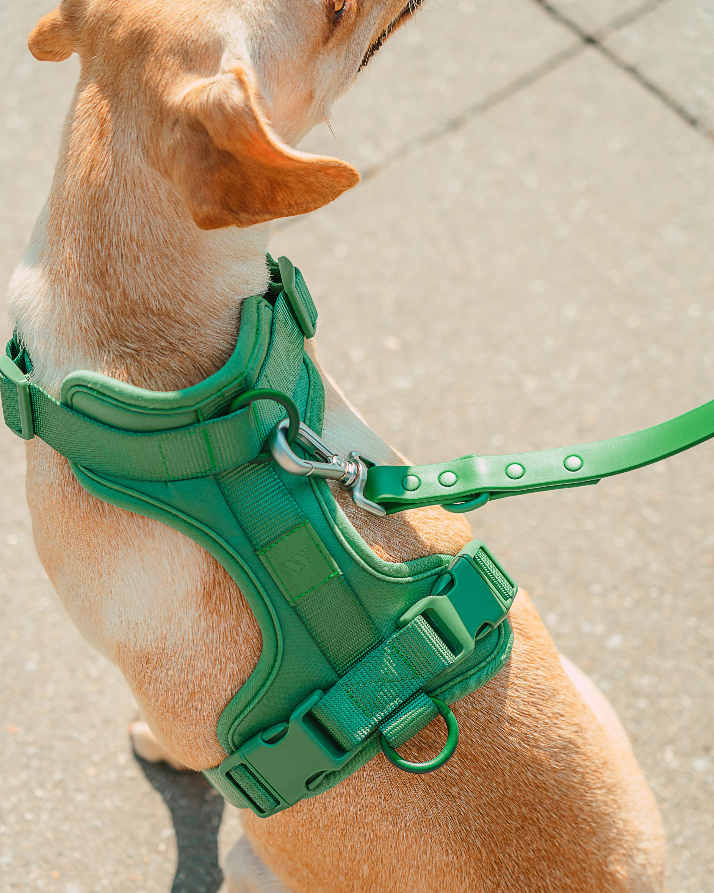 Cushioned Dog Harness