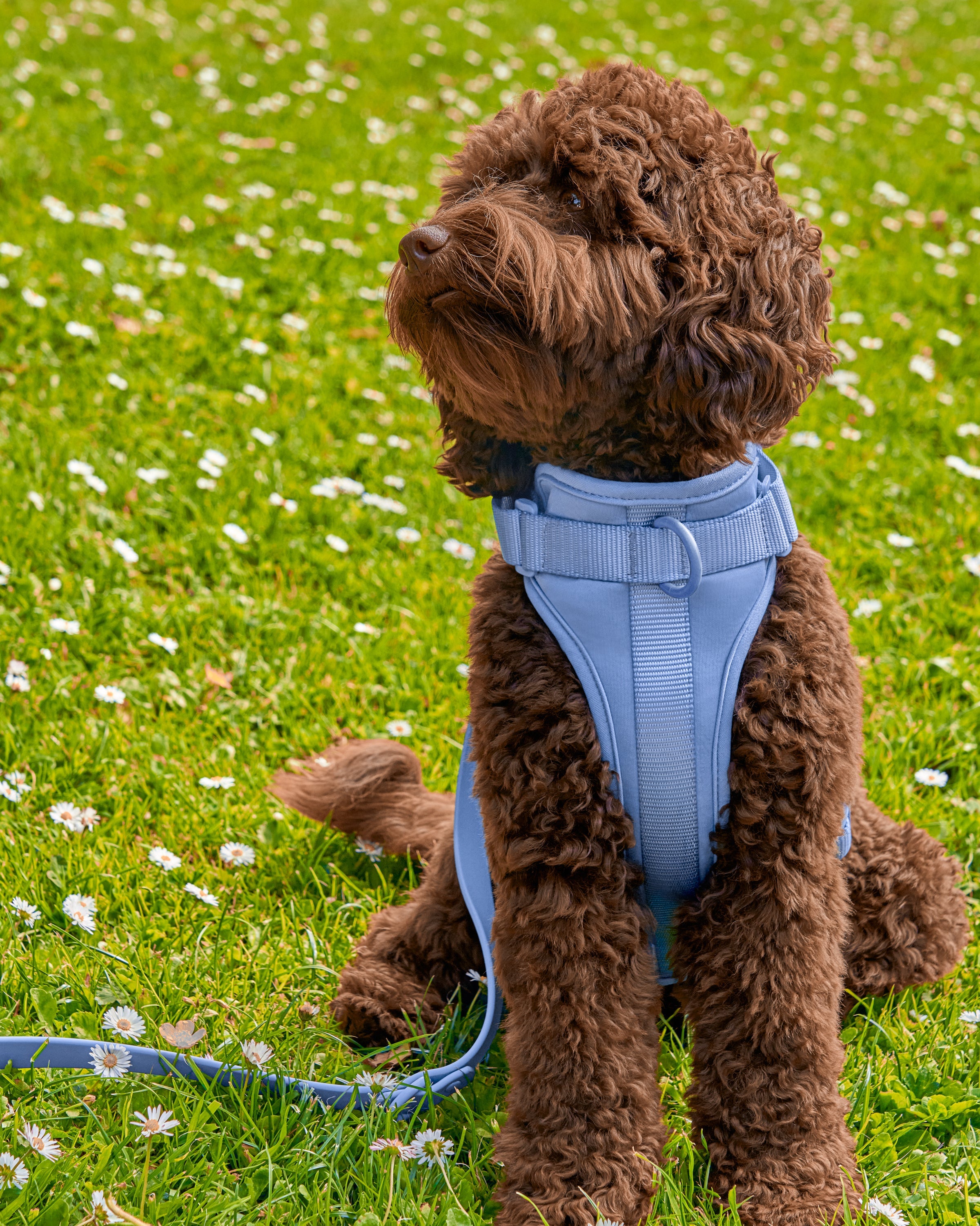 Cushioned Dog Harness