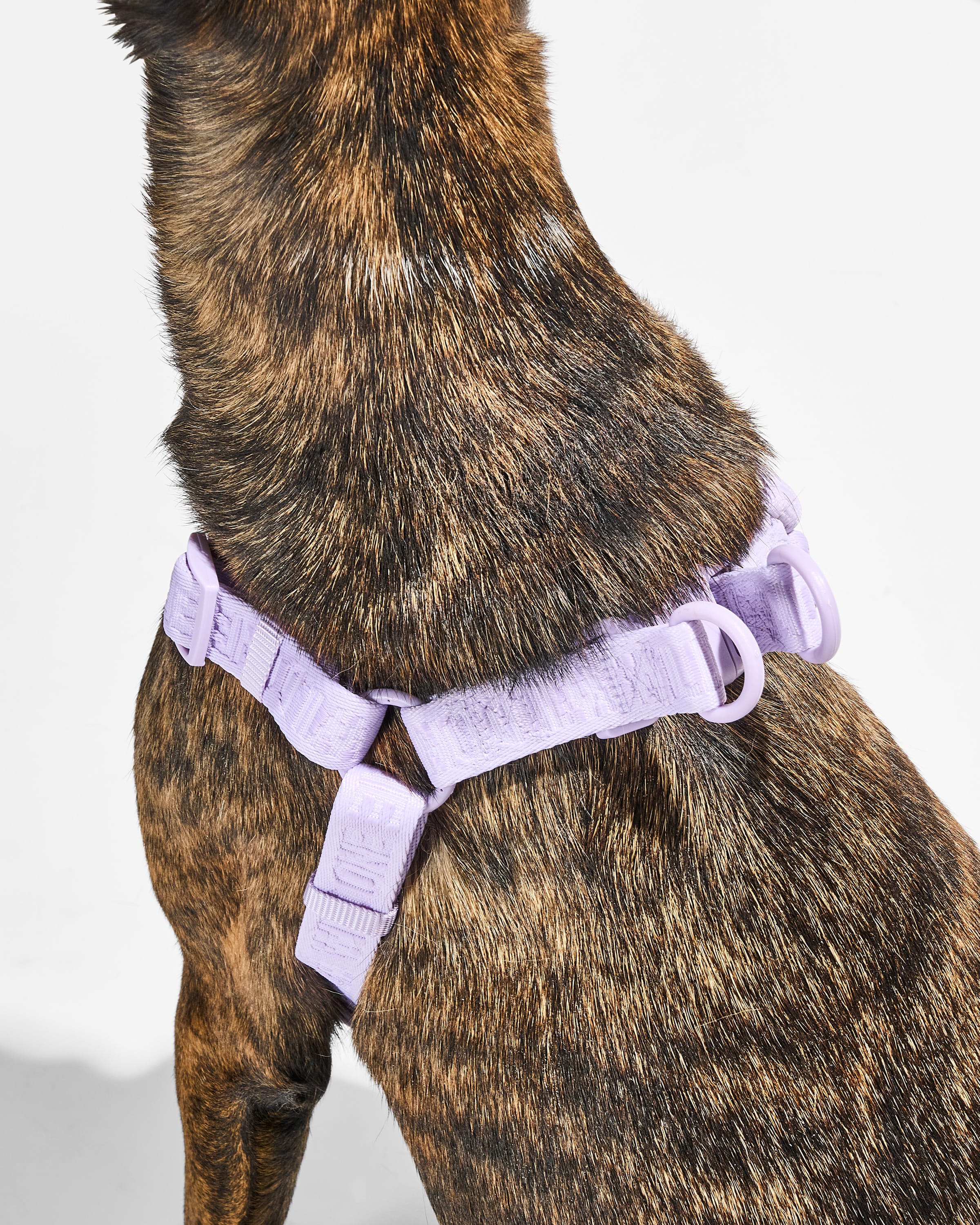 Step-In Dog Harness