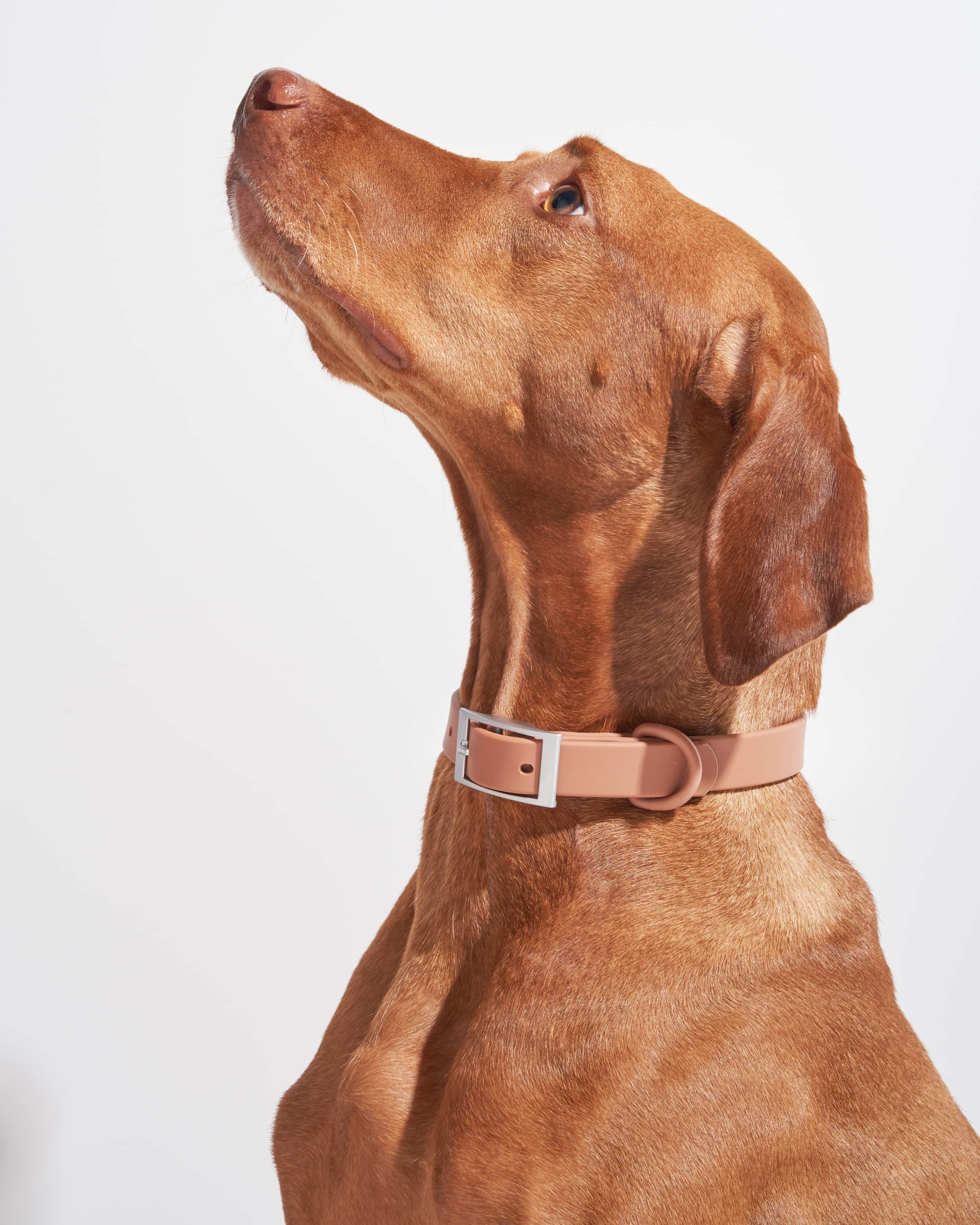 Waterproof Dog Collar