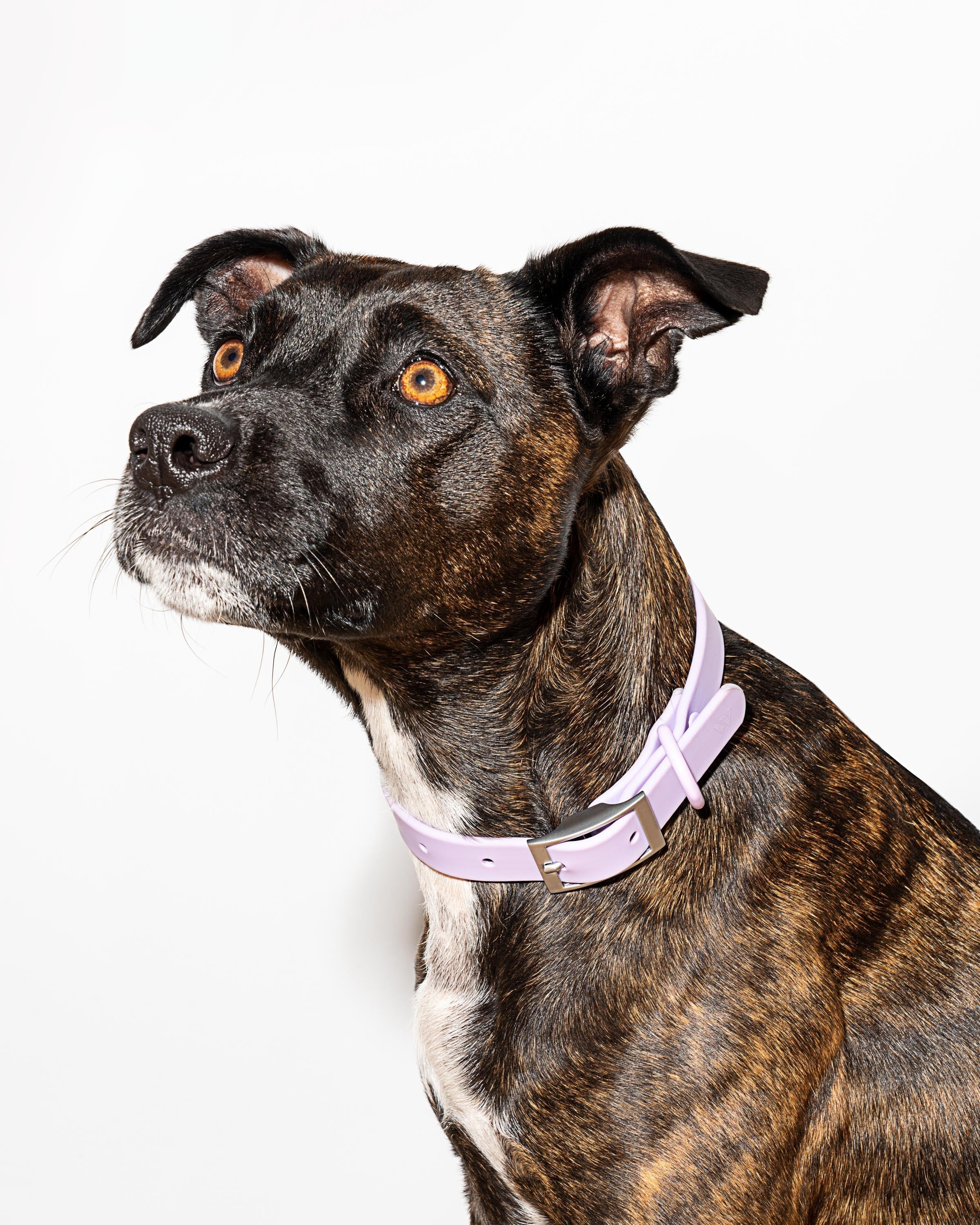 Waterproof Dog Collar