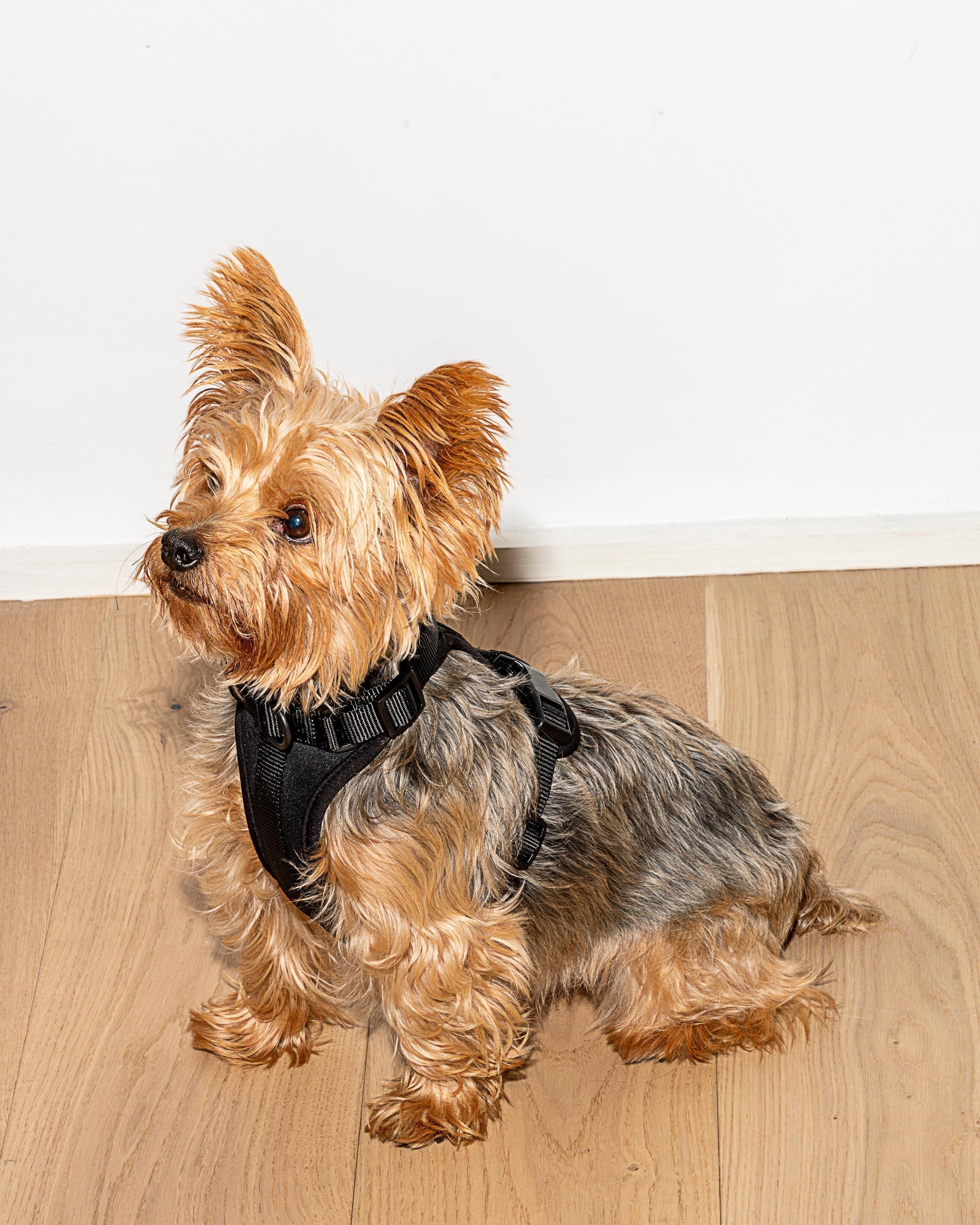 Cushioned Dog Harness