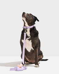 Waterproof Collar + Lightweight Leash Walk Kit